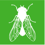 White vector graphic of a fly on a green background.